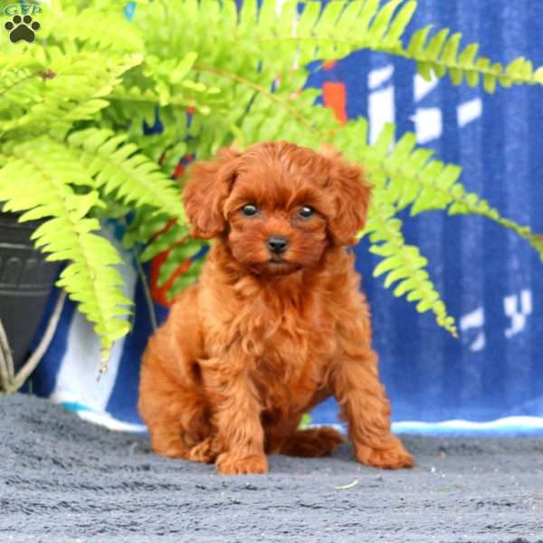 Whisper, Cavapoo Puppy