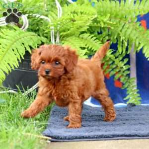 Whisper, Cavapoo Puppy