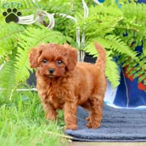 Whisper, Cavapoo Puppy