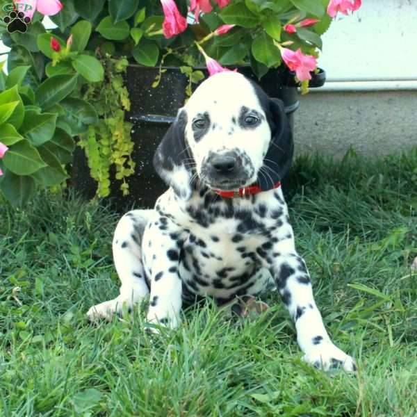 Whitney, Dalmatian Puppy