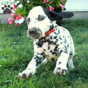 Whitney, Dalmatian Puppy