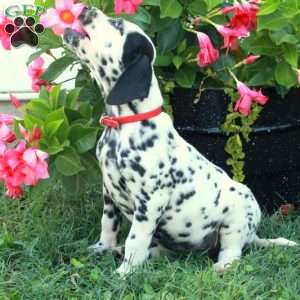 Whitney, Dalmatian Puppy