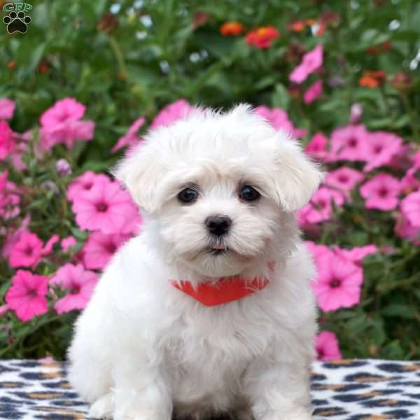 Whitney, Maltese Puppy