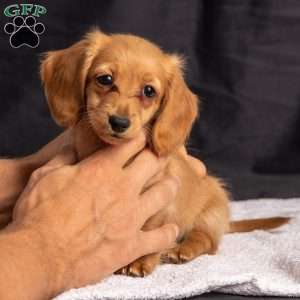 Wiggles, Dachshund Puppy