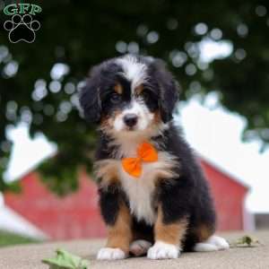 Wiggles, Mini Bernedoodle Puppy