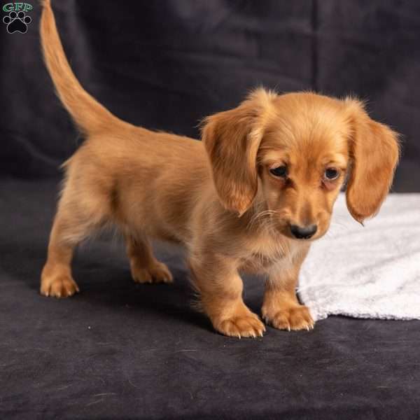Wiggles, Dachshund Puppy