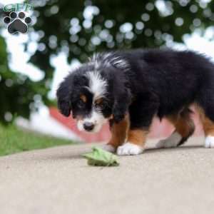 Wiggles, Mini Bernedoodle Puppy