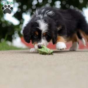 Wiggles, Mini Bernedoodle Puppy