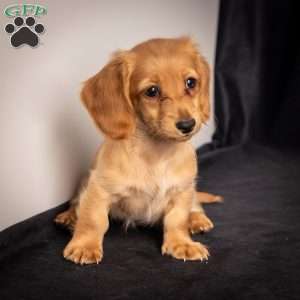 Wiggles, Dachshund Puppy