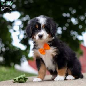 Wiggles, Mini Bernedoodle Puppy