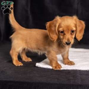 Wiggles, Dachshund Puppy