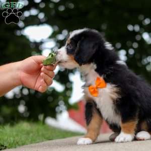 Wiggles, Mini Bernedoodle Puppy