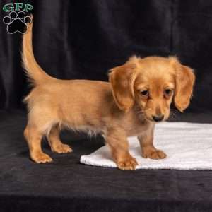 Wiggles, Dachshund Puppy