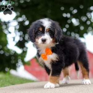 Wiggles, Mini Bernedoodle Puppy