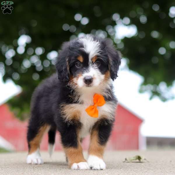 Wiggles, Mini Bernedoodle Puppy