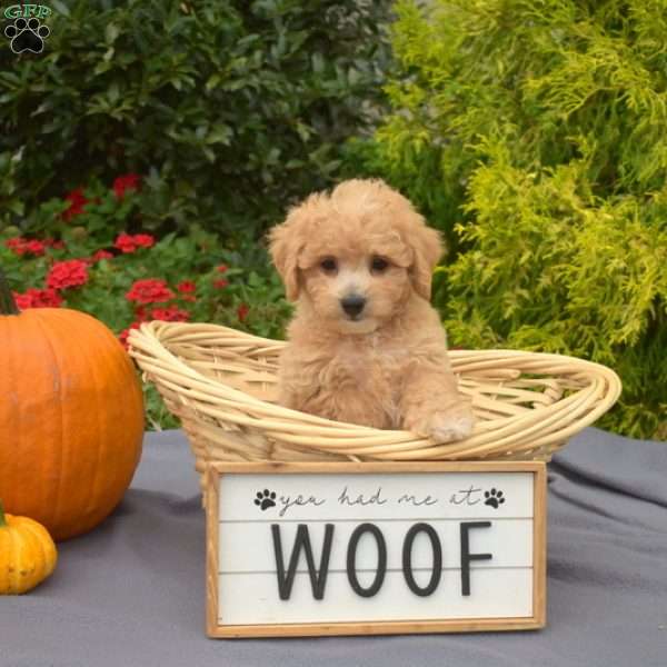 Wiggles, Bich-Poo Puppy