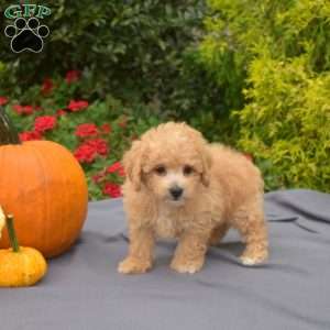 Wiggles, Bich-Poo Puppy