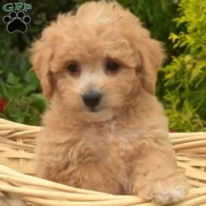 Wiggles, Bich-Poo Puppy