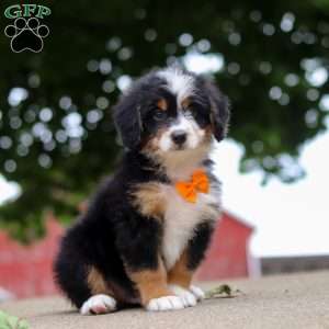 Wiggles, Mini Bernedoodle Puppy
