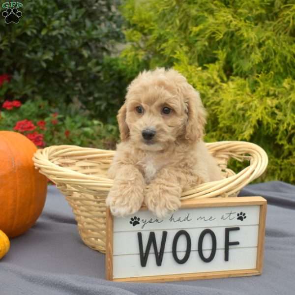 Wilbur, Bich-Poo Puppy