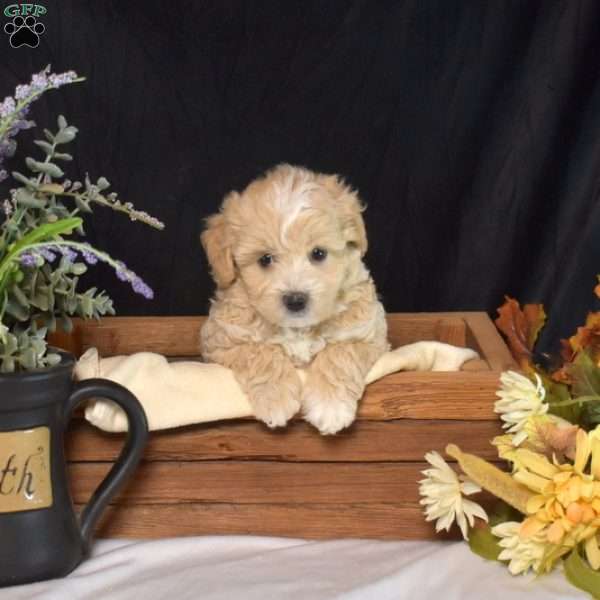 Wilbur, Maltipoo Puppy
