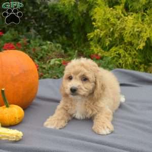 Wilbur, Bich-Poo Puppy