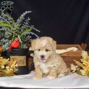 Wilbur, Maltipoo Puppy