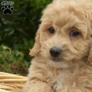 Wilbur, Bich-Poo Puppy