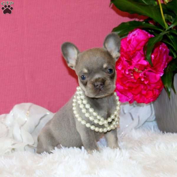 Wild Flower, French Bulldog Puppy