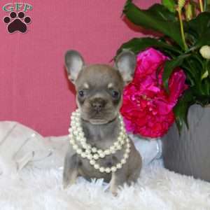 Wild Flower, French Bulldog Puppy