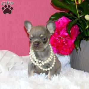 Wild Flower, French Bulldog Puppy