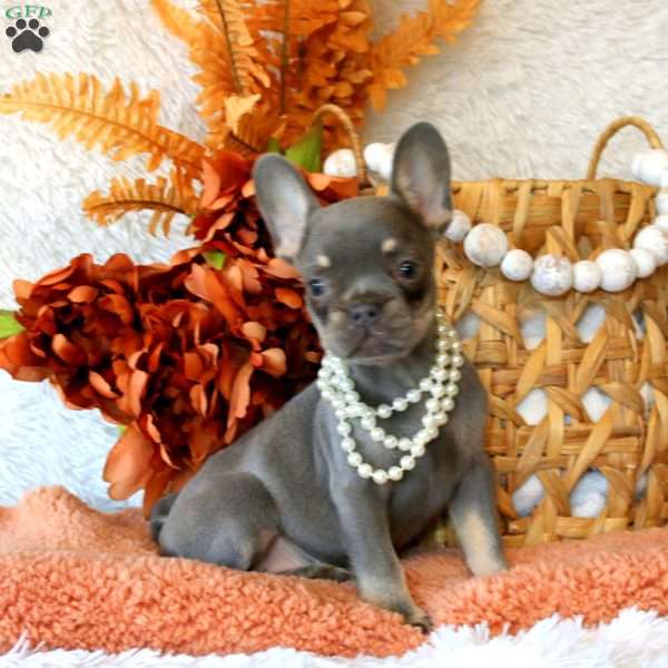 Wild Flower, French Bulldog Puppy