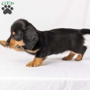 Wiley, Dachshund Puppy