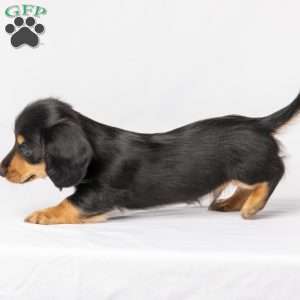 Wiley, Dachshund Puppy