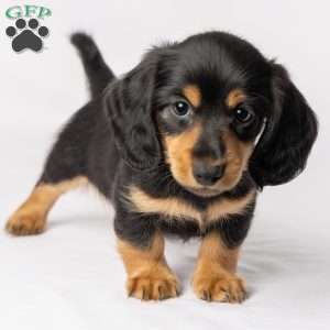 Wiley, Dachshund Puppy