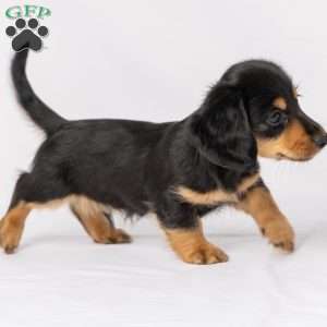 Wiley, Dachshund Puppy