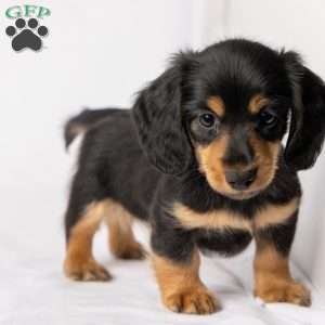 Wiley, Dachshund Puppy