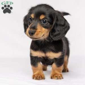 Wiley, Dachshund Puppy