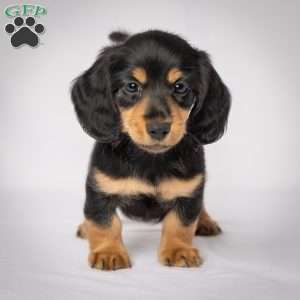 Wiley, Dachshund Puppy