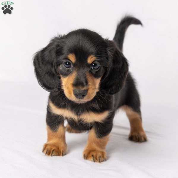 Wiley, Dachshund Puppy