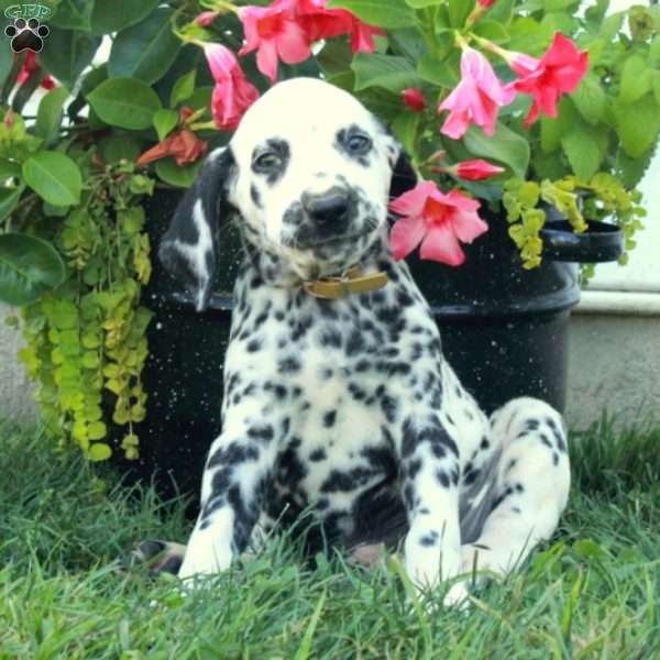 Wiley, Dalmatian Puppy