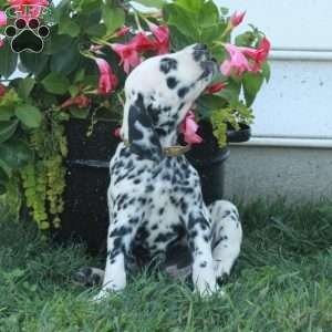 Wiley, Dalmatian Puppy