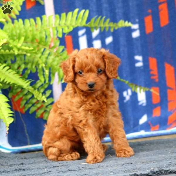 Wiley, Cavapoo Puppy
