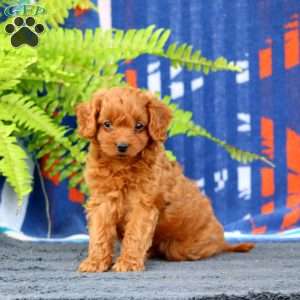 Wiley, Cavapoo Puppy