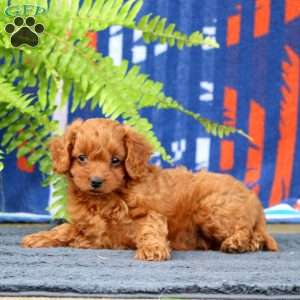 Wiley, Cavapoo Puppy