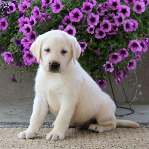Will, Yellow Labrador Retriever Puppy