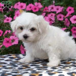Will, Maltese Puppy