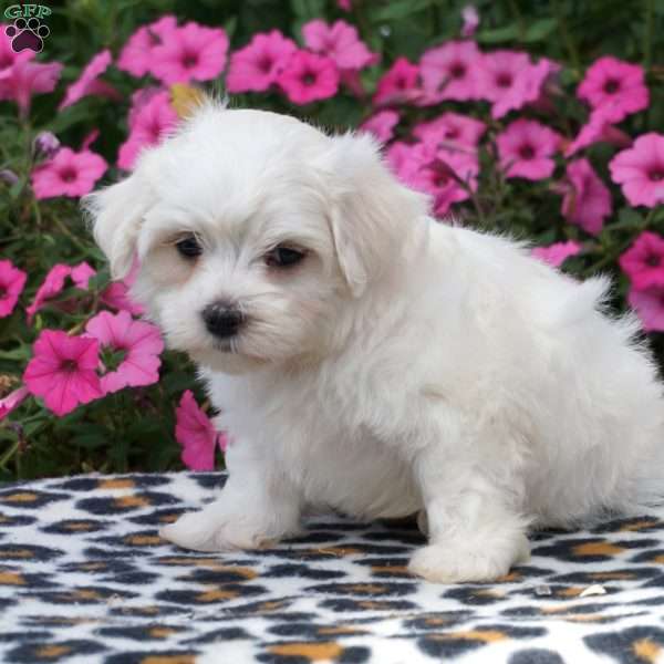 Will, Maltese Puppy