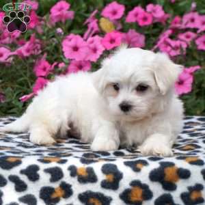 Will, Maltese Puppy
