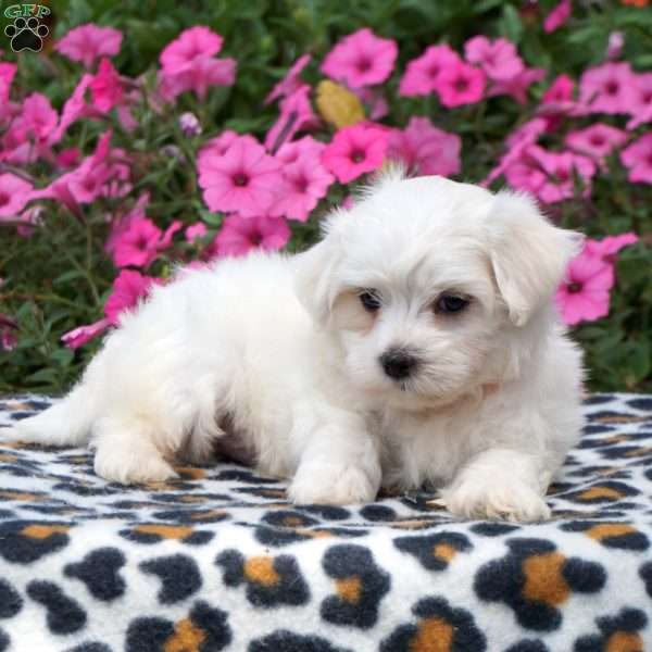 Will, Maltese Puppy